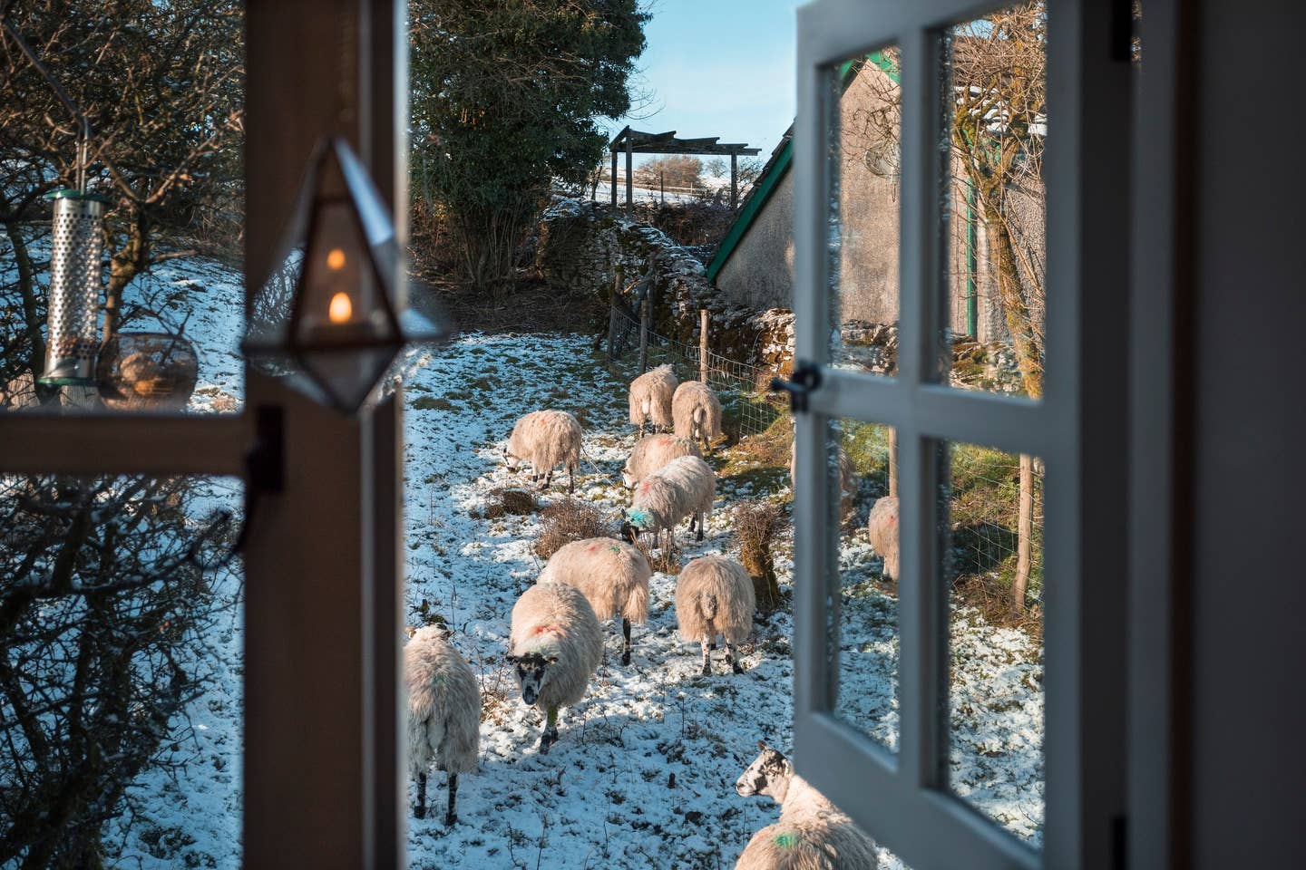 looking-through-window-to-sheep-in-a-snowy-field-in-winter