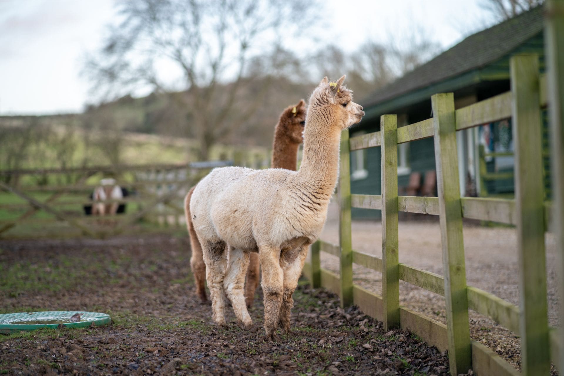 two-cute-alpacas-in-fenced-in-farm