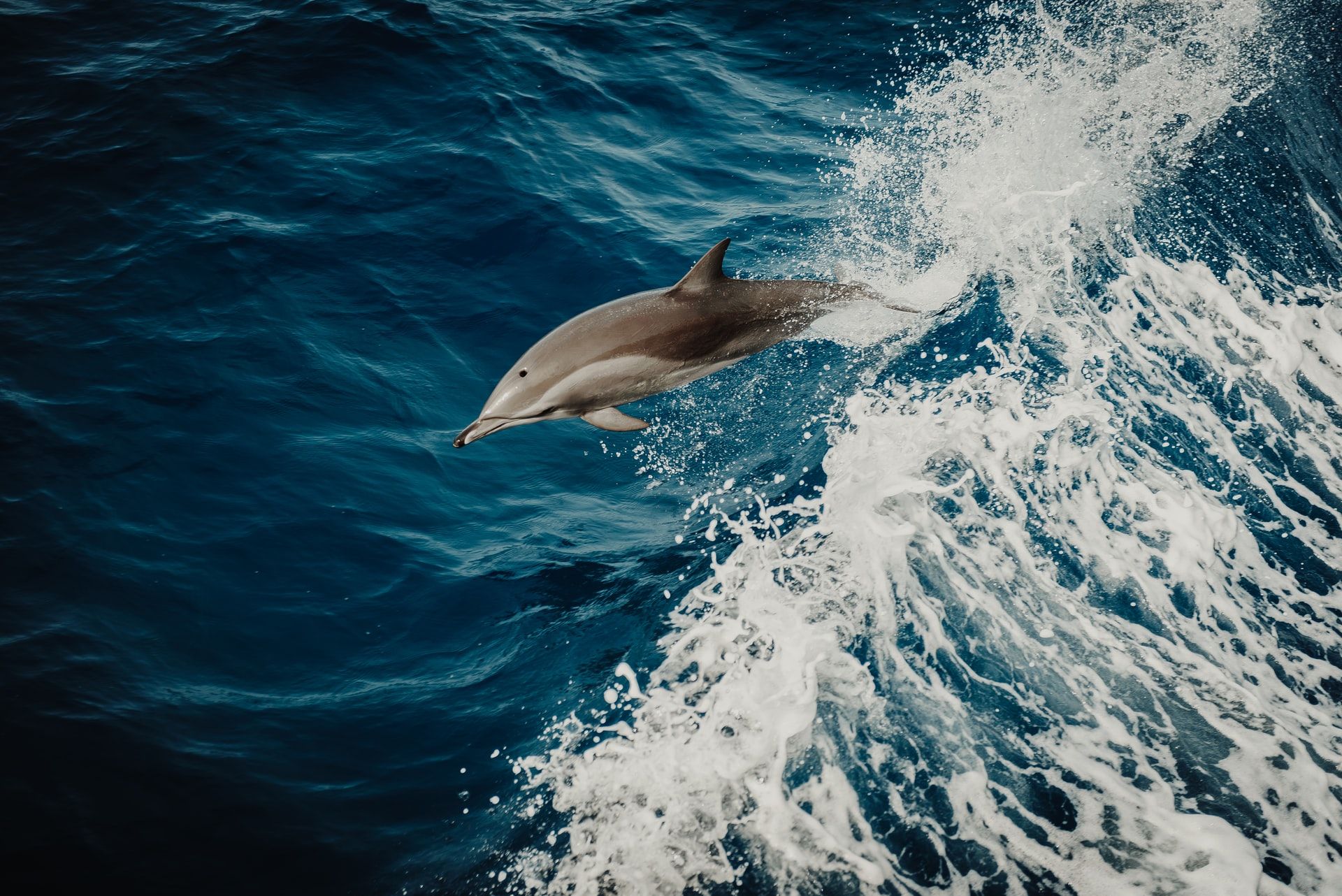 dolphin-swimming-through-ocean-waves-in-deep-blue-sea