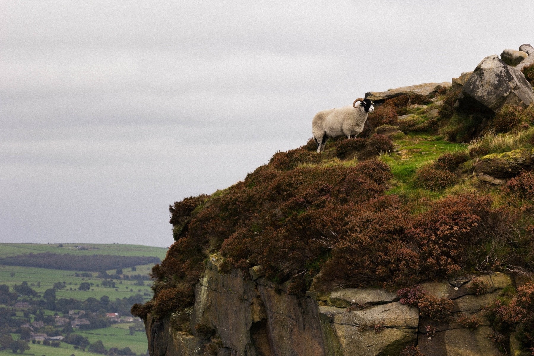 ewe-standing-on-cliff-edge-with-countryside-views-across-ilkley