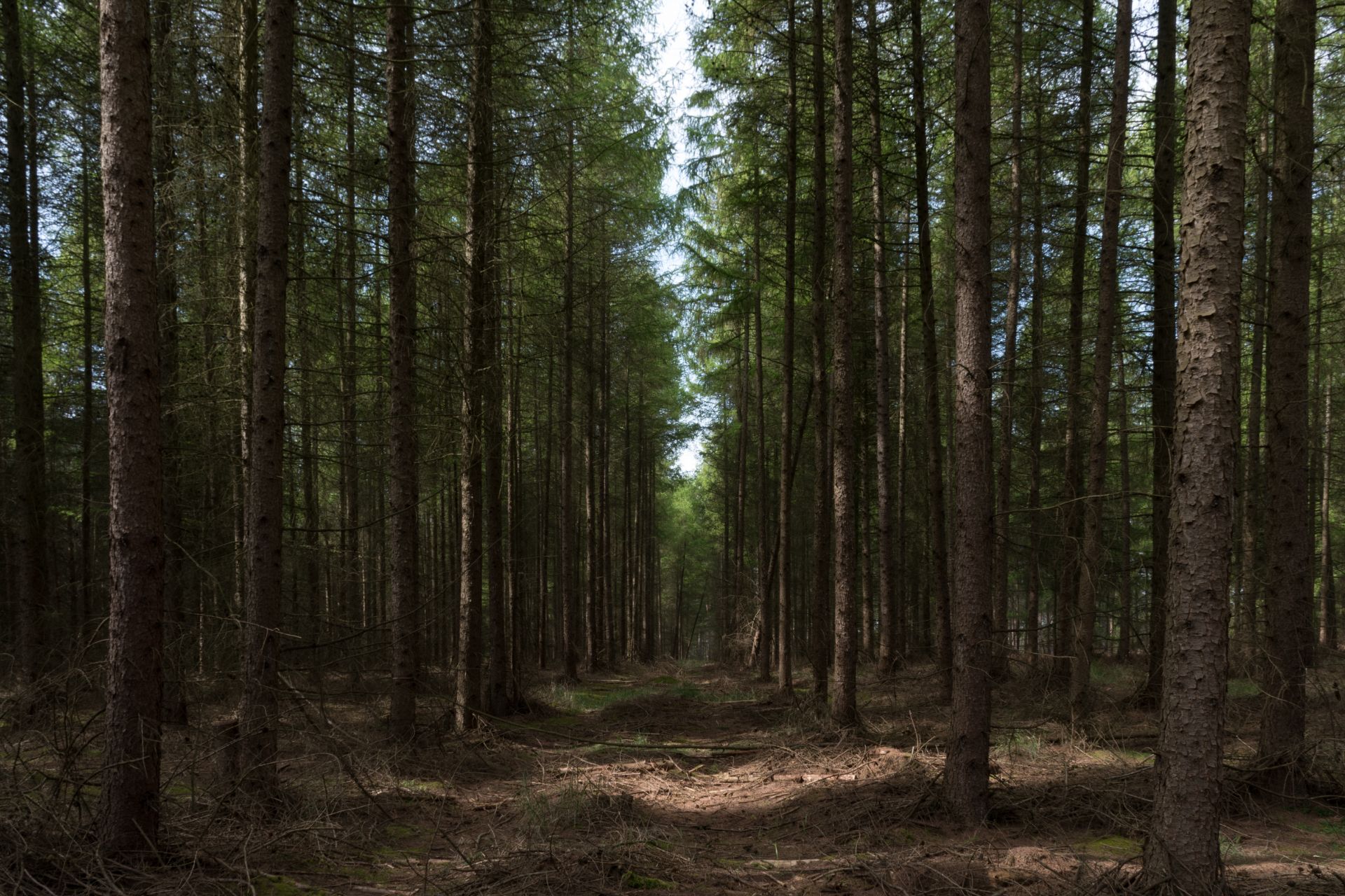 light-falling-on-forest-floor-amid-trees-in-high-lodge-thetford-forest-norfolk