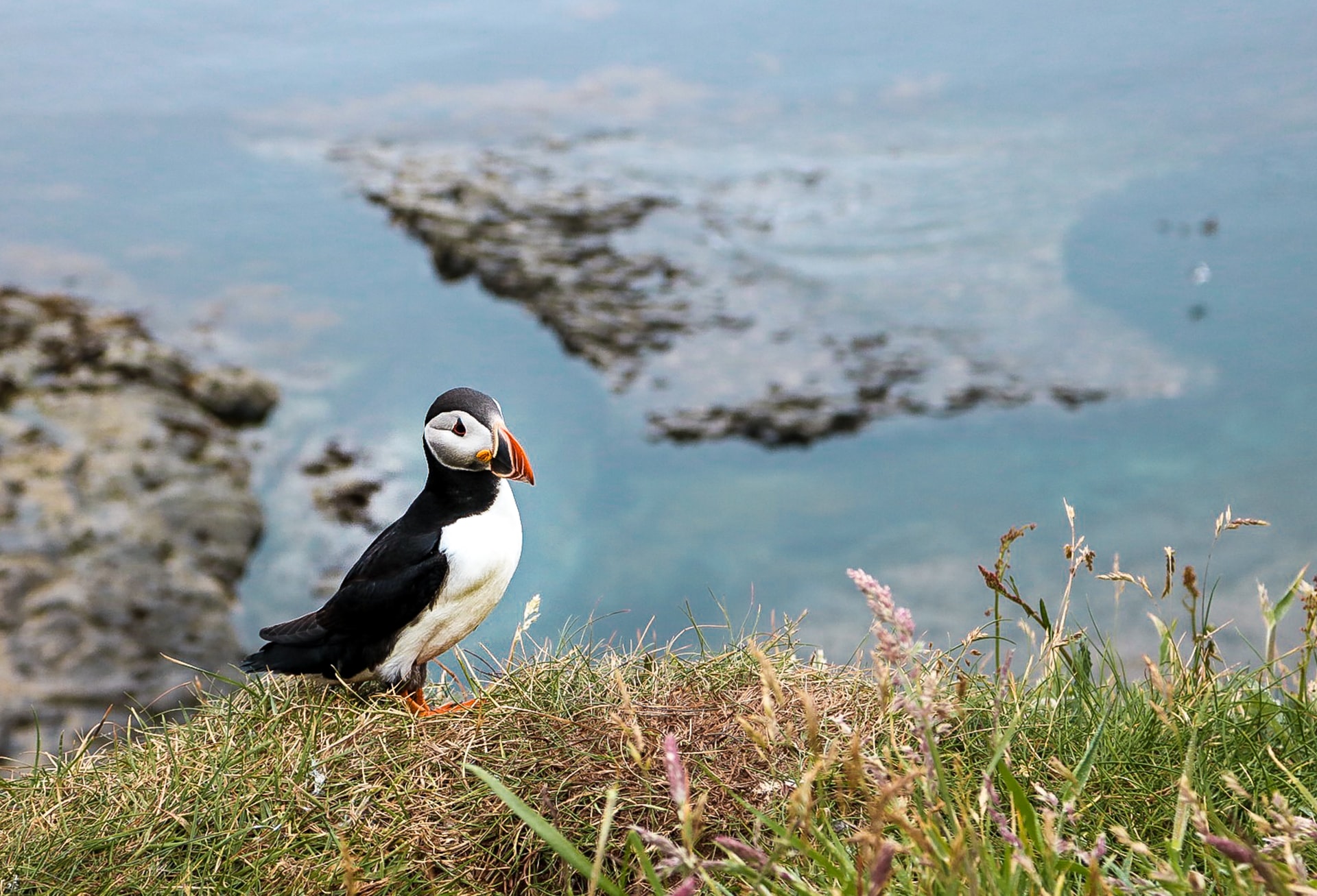 puffin-standing-on-cliffs-with-ocean-in-background-at-isle-of-staffa