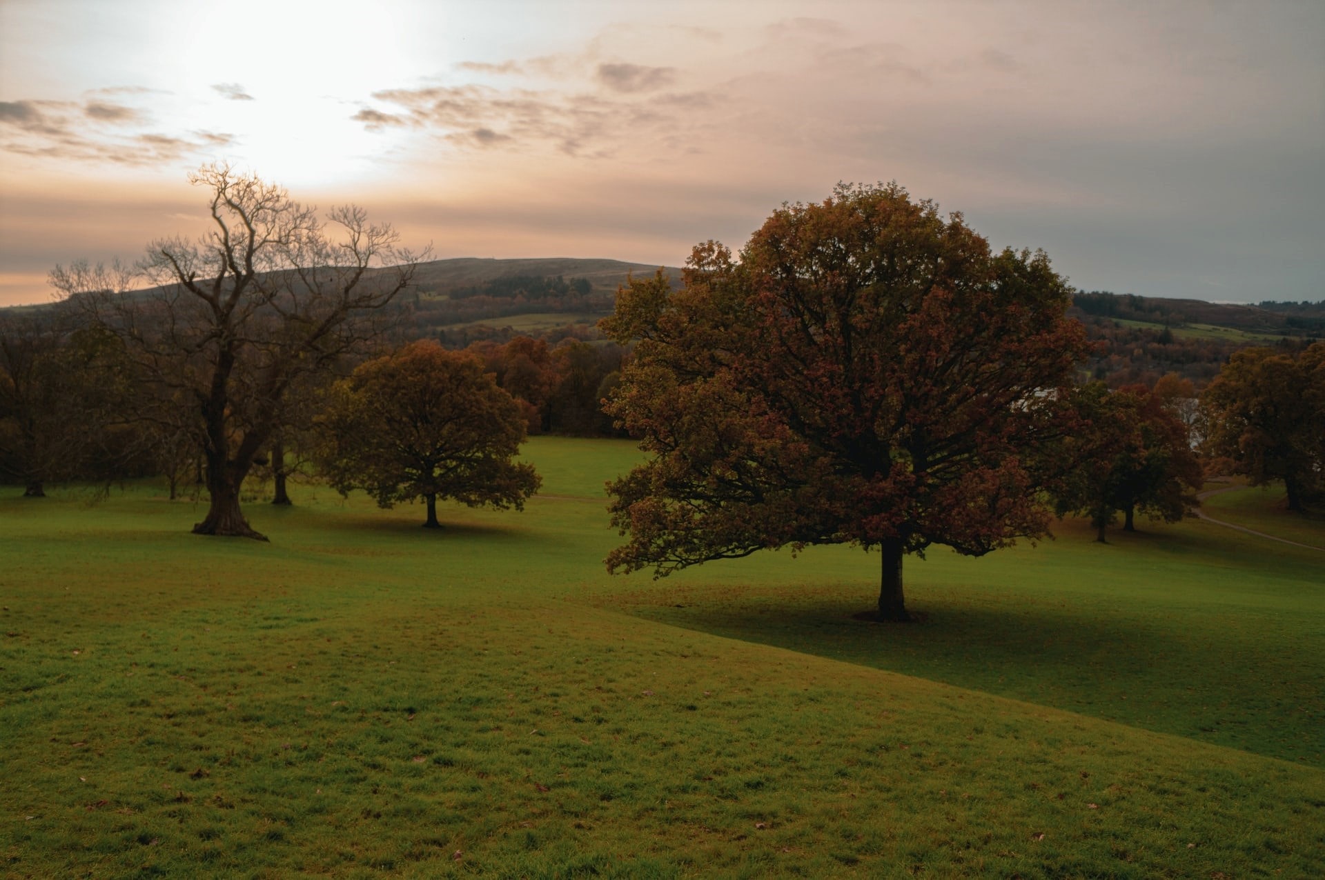 autumn-trees-on-a-green-hillside-at-sunset-at-balloch-country-park