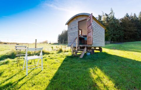 pine-shepherds-hut-in-field-on-sunny-day-at-rock-farm-slane-glamping-with-hot-tub-ireland