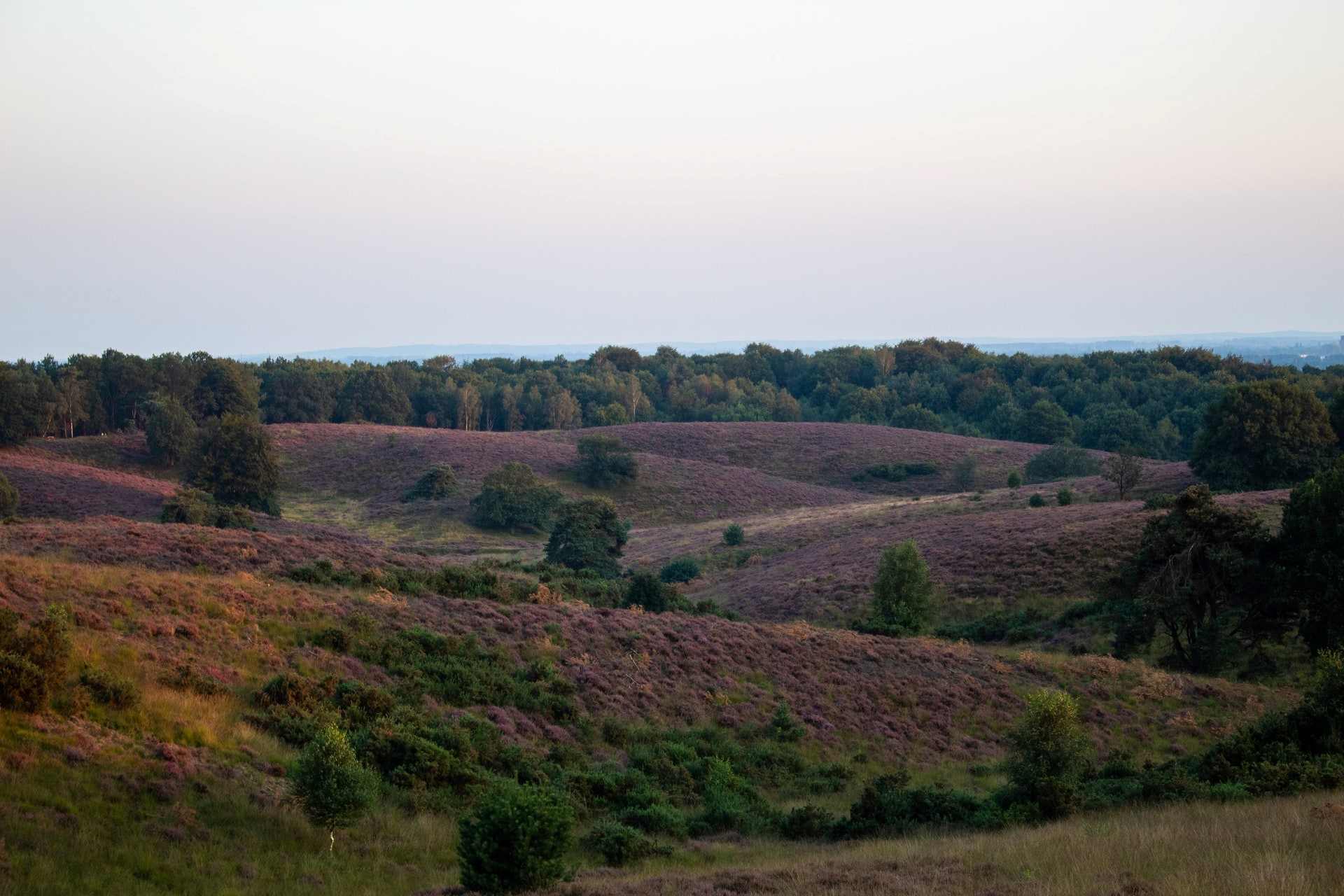 rolling-hills-of-veluwe-with-purple-heather