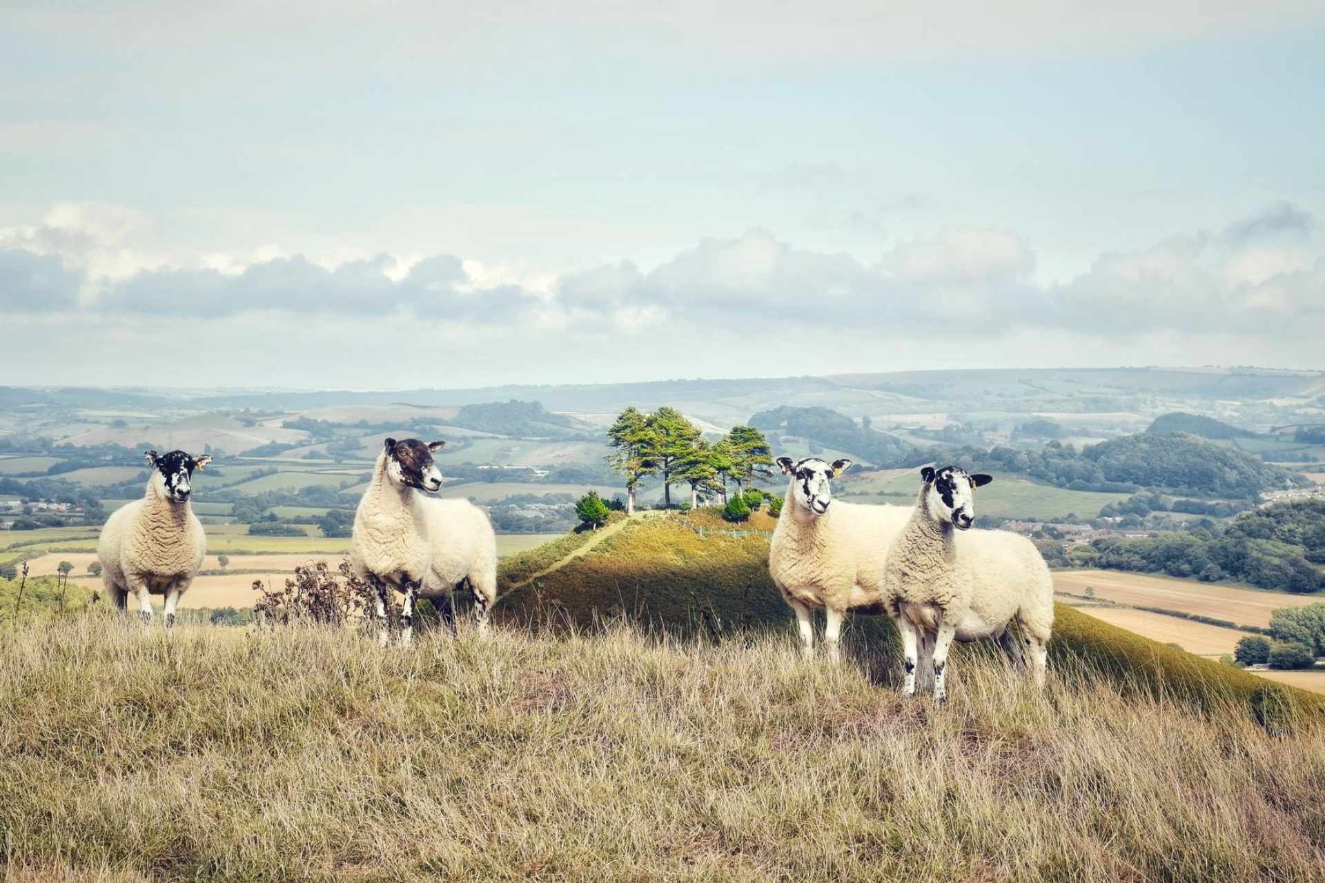 sheep-standing-on-hill-with-countryside-in-background-bridport