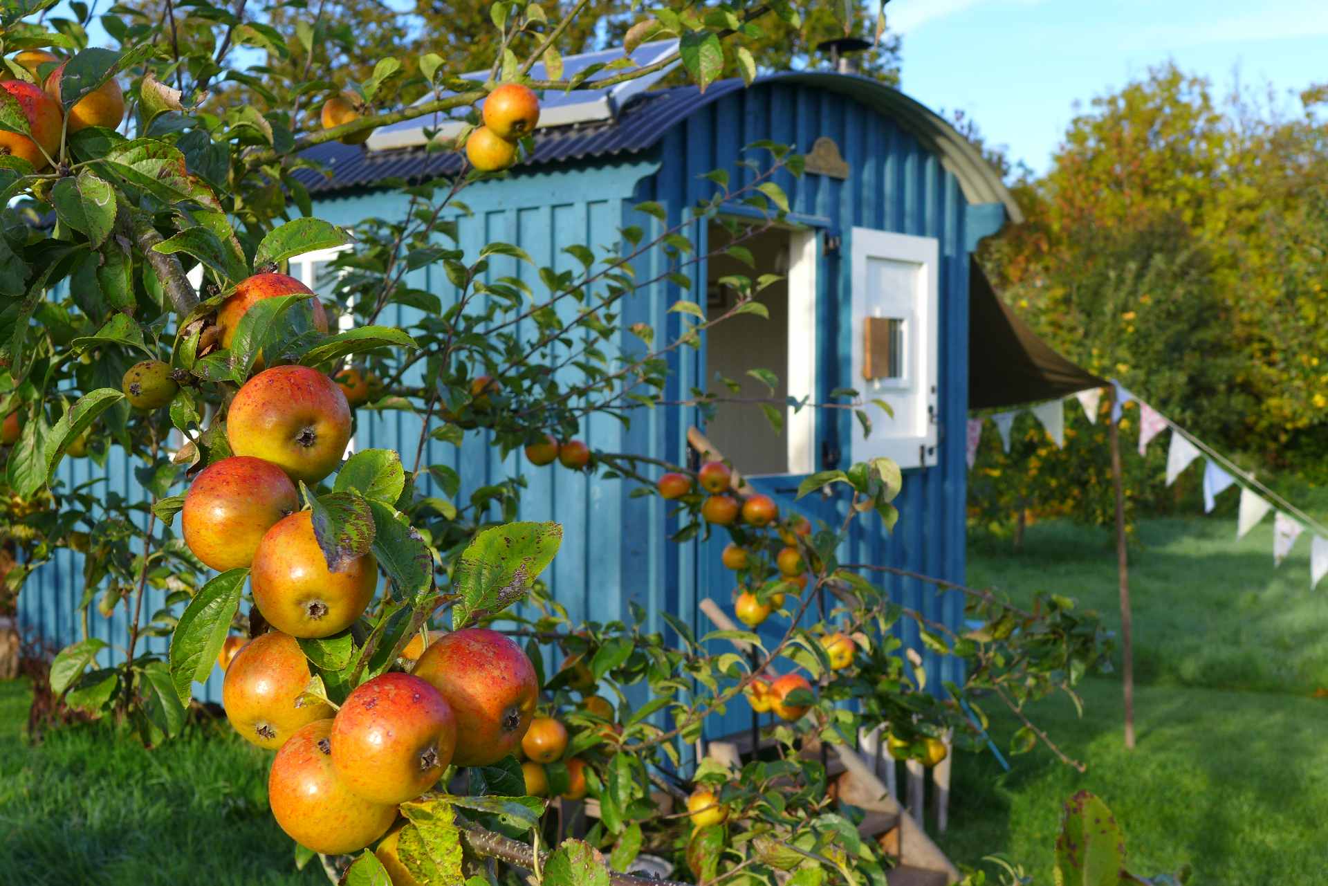 apple-tree-in-orchard-in-front-of-blue-skyrrid-shepherds-hut-at-hollow-ash