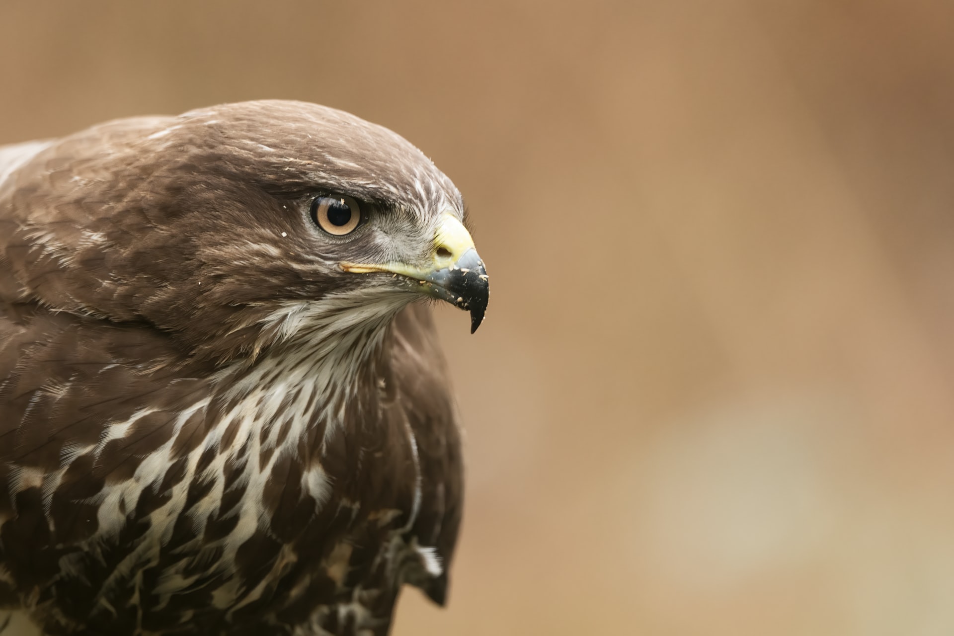 buzzard-staring-into-distance-at-the-international-centre-for-birds-of-prey