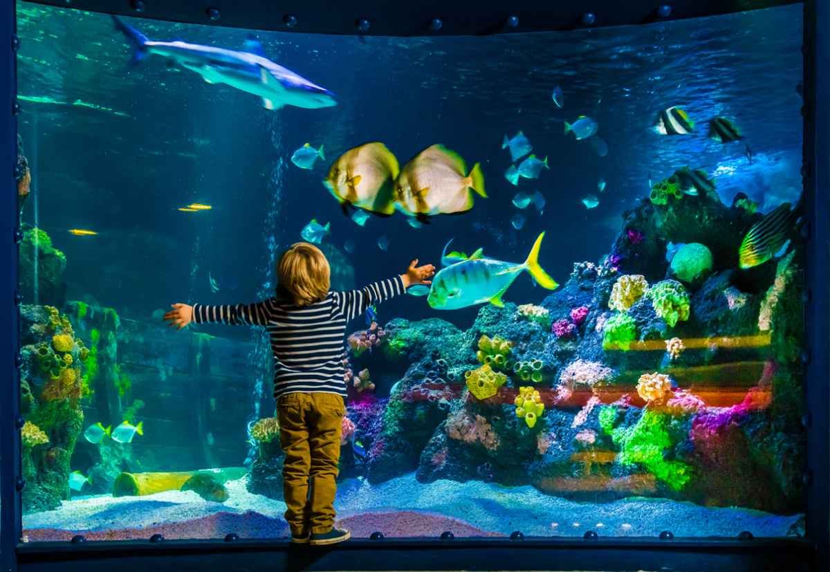 child-in-front-of-aquarium-at-sea-life-manchester