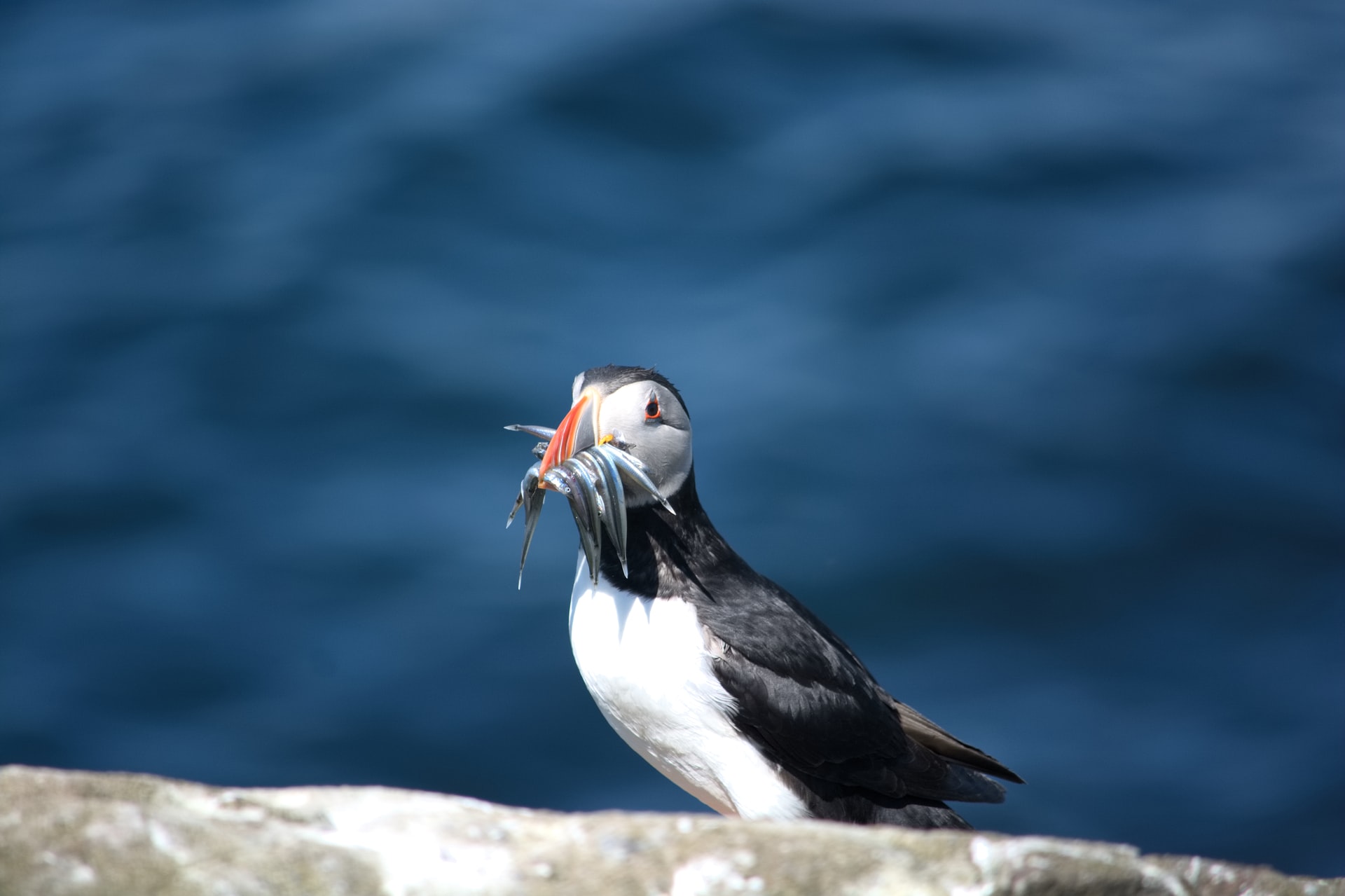 puffin-with-food-in-its-mouth-with-sea-in-background-on-farne-islands