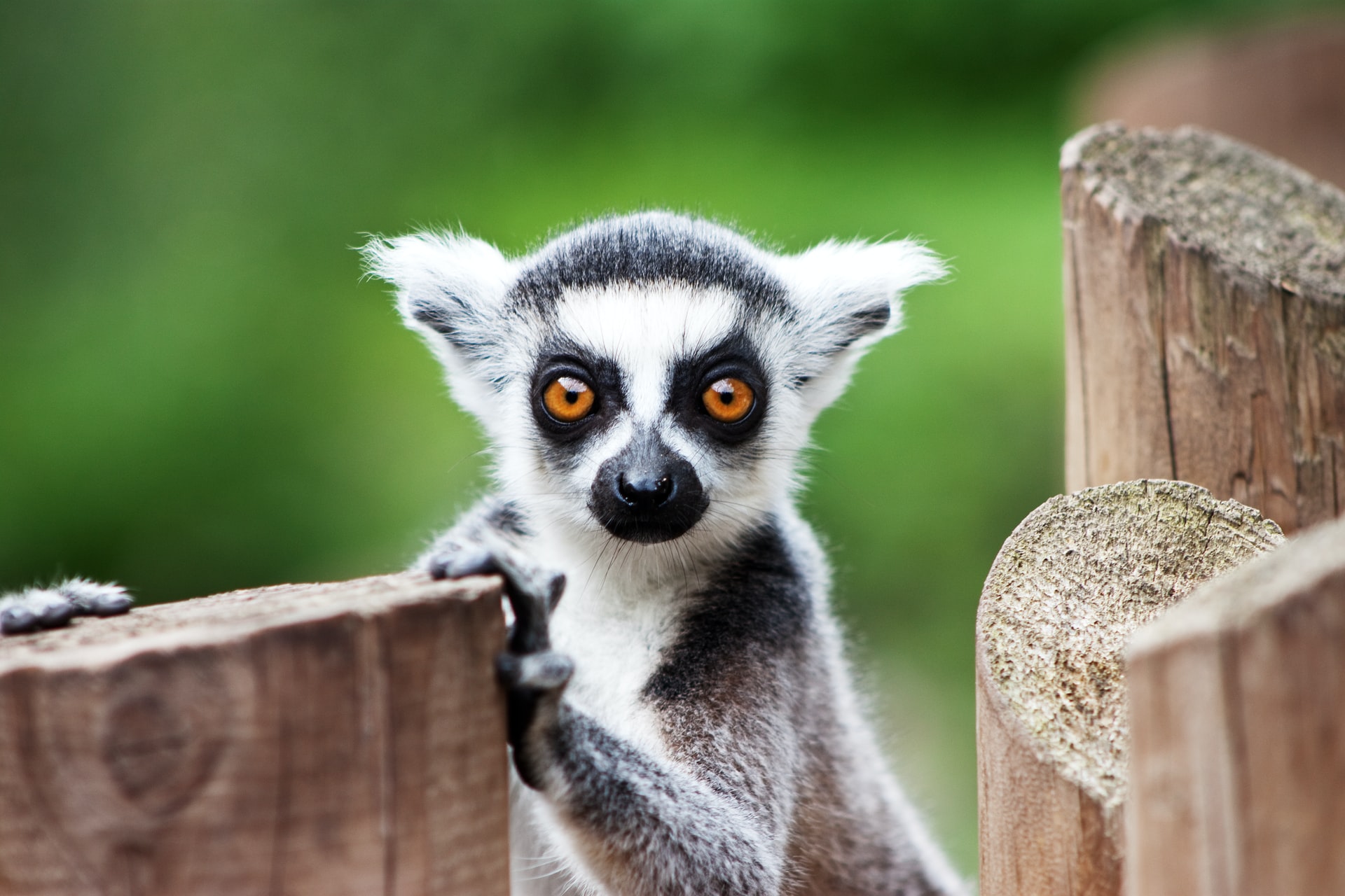 ring-tailed-lemur-staring-at-camera-at-beale-wildlife-park