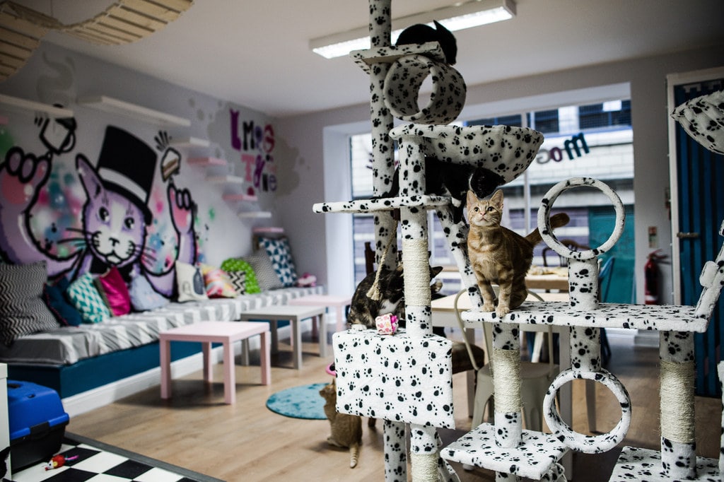 cat-on-cat-tree-at-mog-on-the-tyne-cat-cafe-indoor-activities-newcastle
