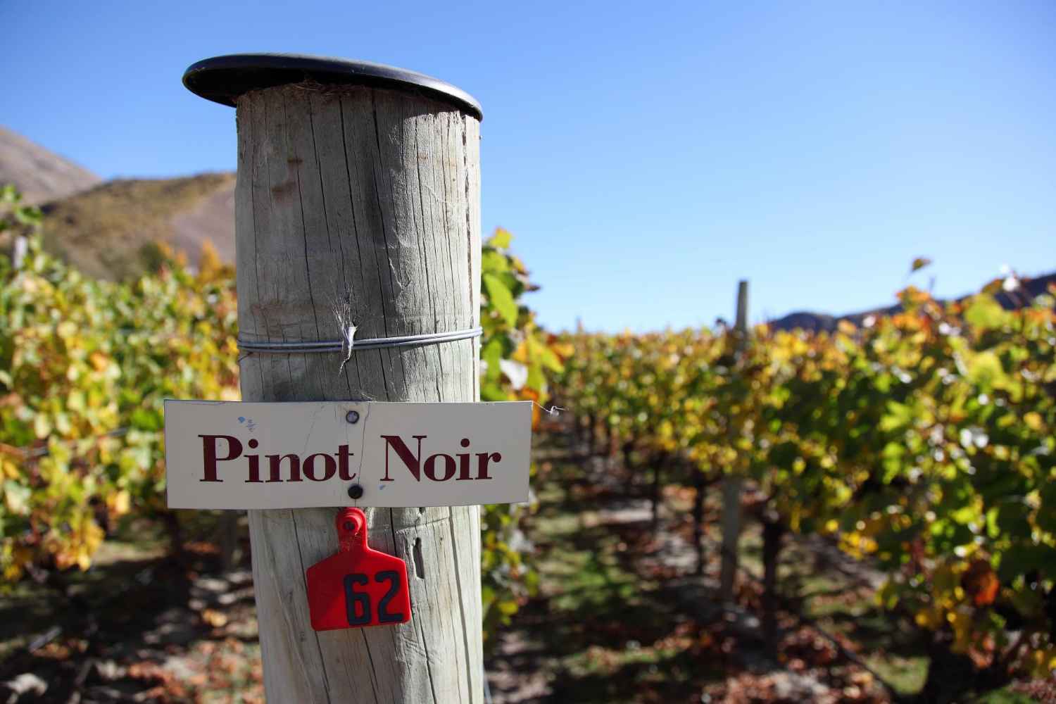 sign-for-pinot-noir-in-vineyard-at-gibbston-winery
