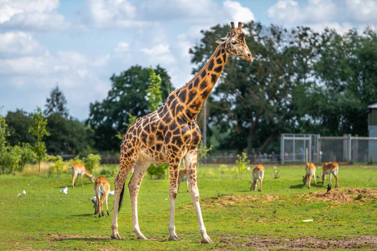 giraffe-walking-around-in-yorkshire-wildlife-park