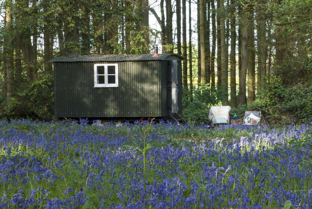 wildwood-bluebell-posey-shepherds-hut-in-woodland