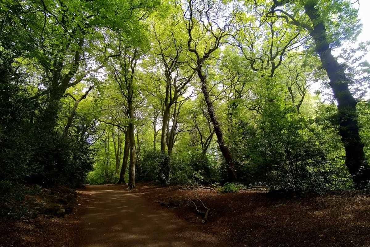 path-surrounded-by-trees-in-woolton-woods