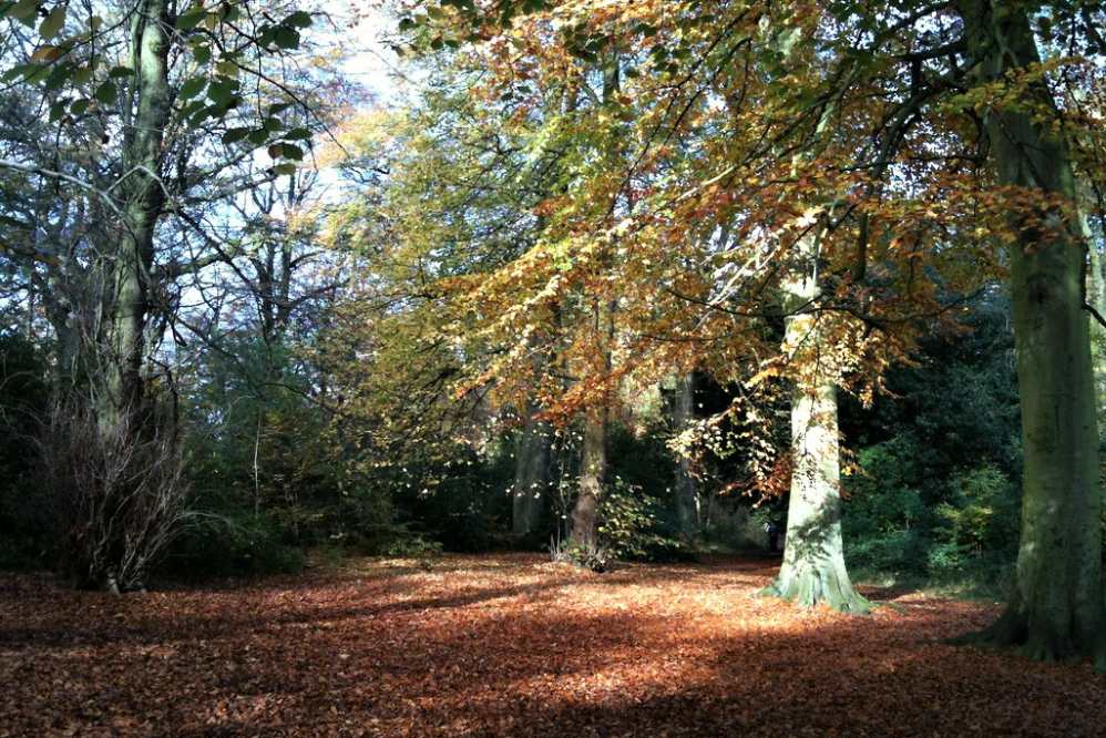 trees-in-childwall-woods-in-autumn
