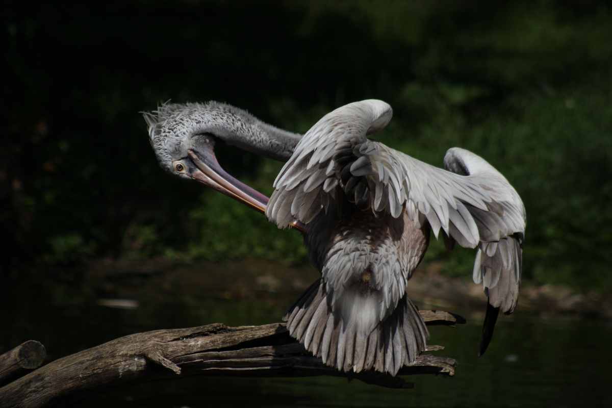 pelican-stood-on-wood-at-prague-zoo