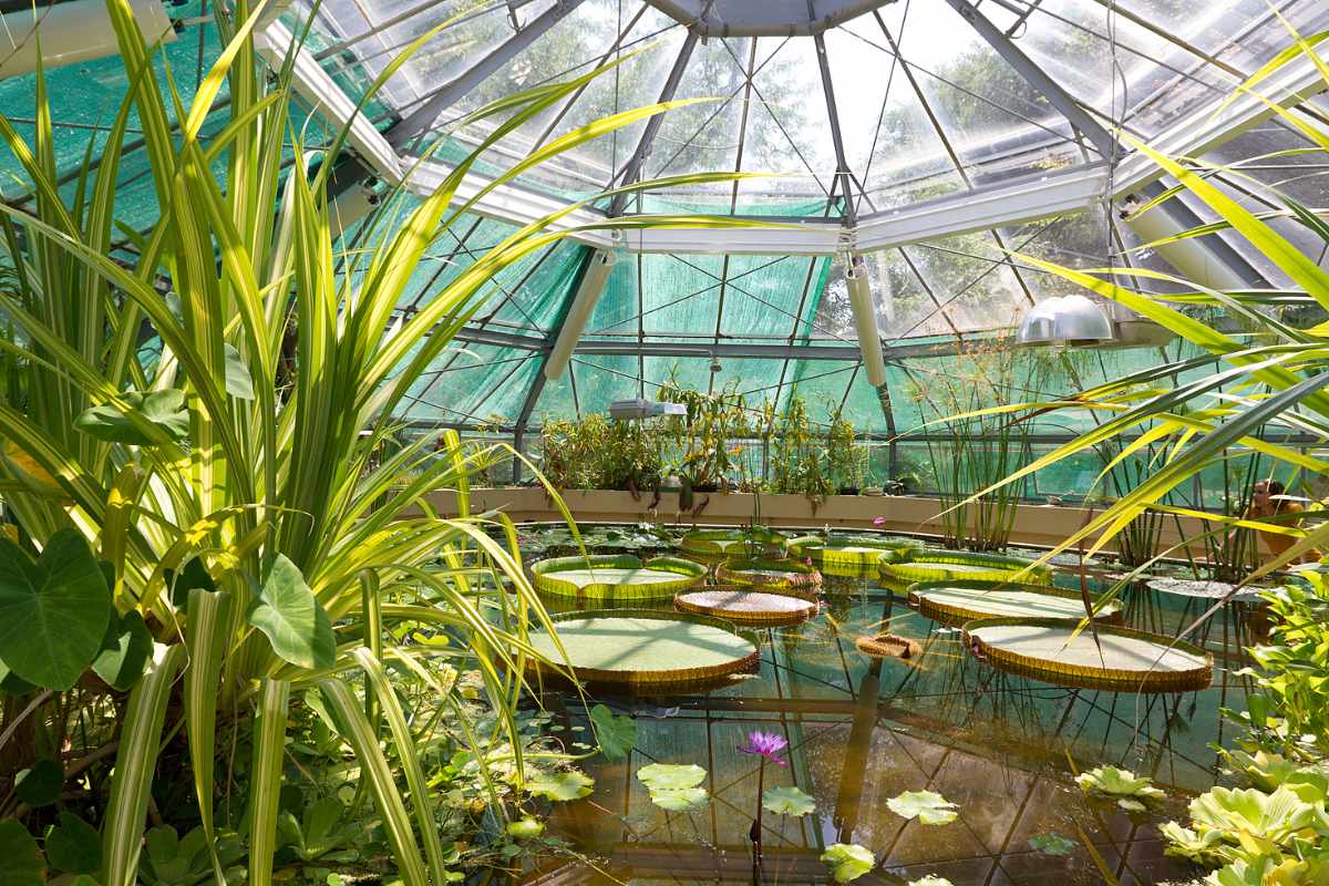 pond-inside-botanical-garden-of-elte-on-sunny-day