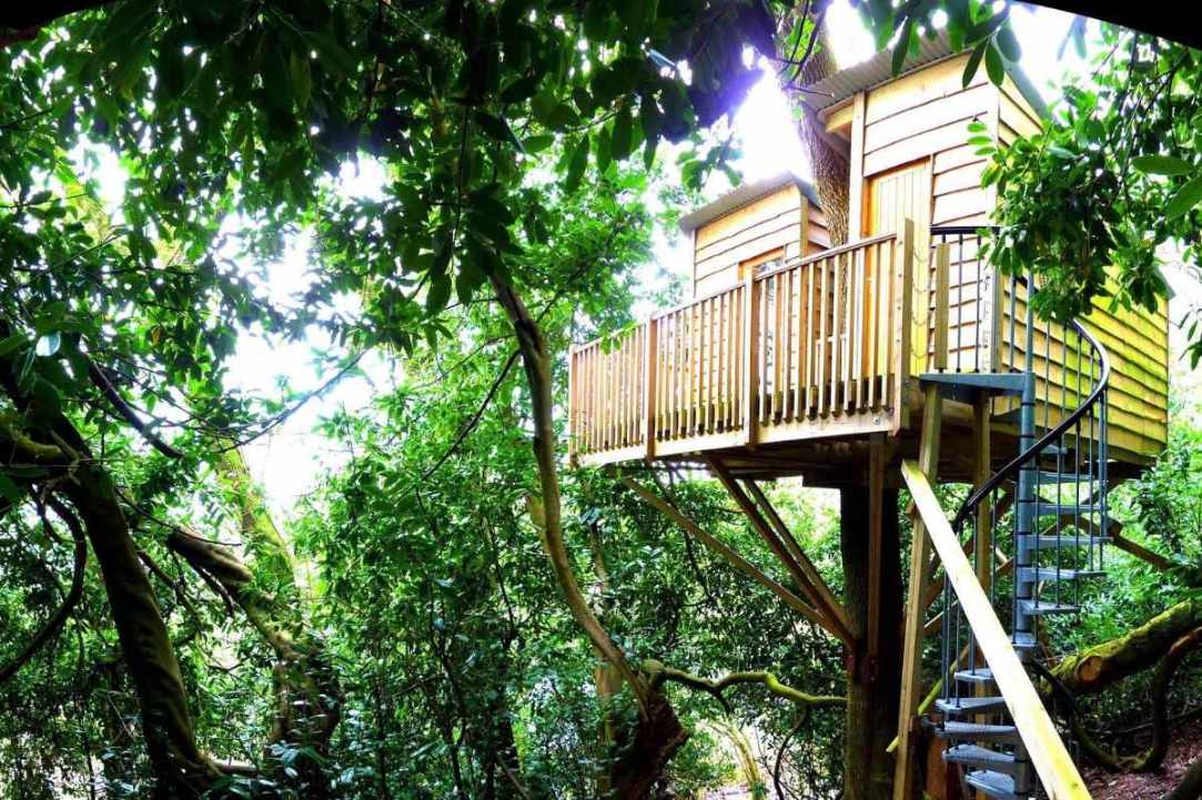 the-nest-treehouse-surrounded-by-trees
