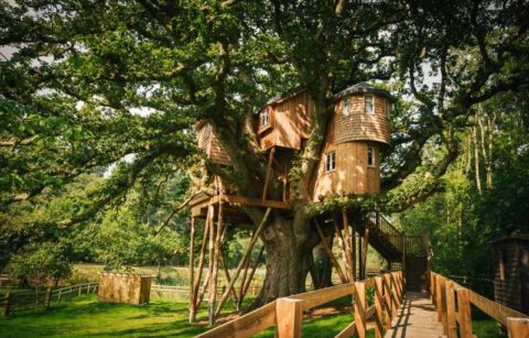 treetops-treehouse-at-fox-and-hounds-hotel-treehouses-devon