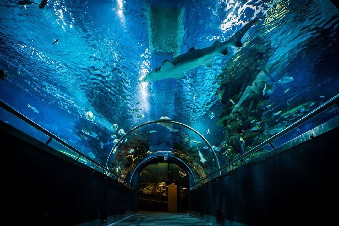 tunnel-with-sharks-at-tropicarium-budapest