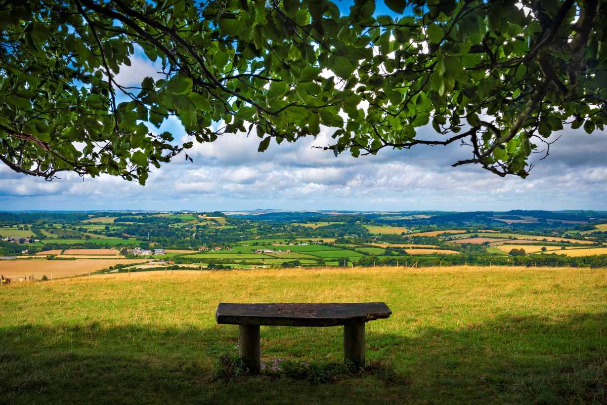 bench-under-trees-on top-of-win-green-in-cranborne-chase-best-walks-in-dorset