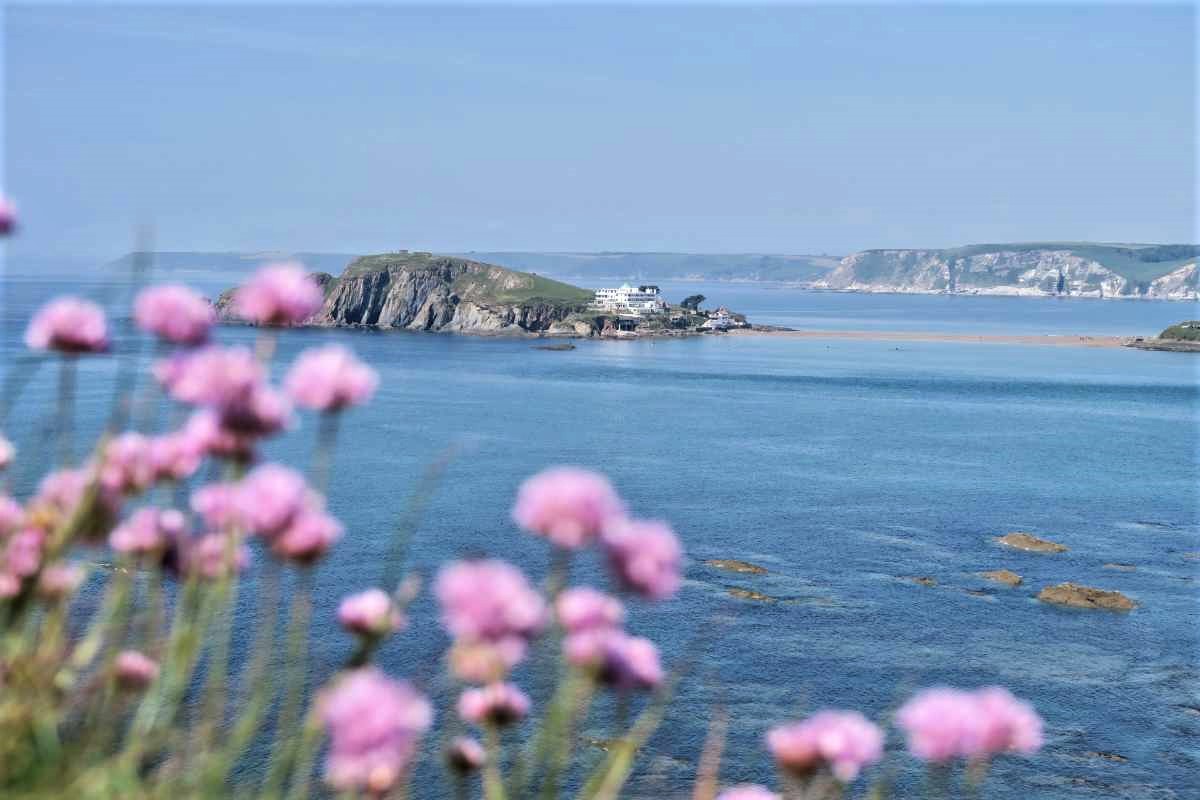 purple-flowers-in-foreground-with-burgh-island-behind