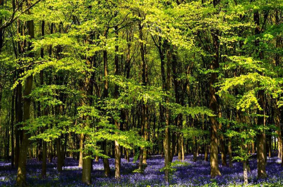 trees-in-pamphill-bluebell-wood