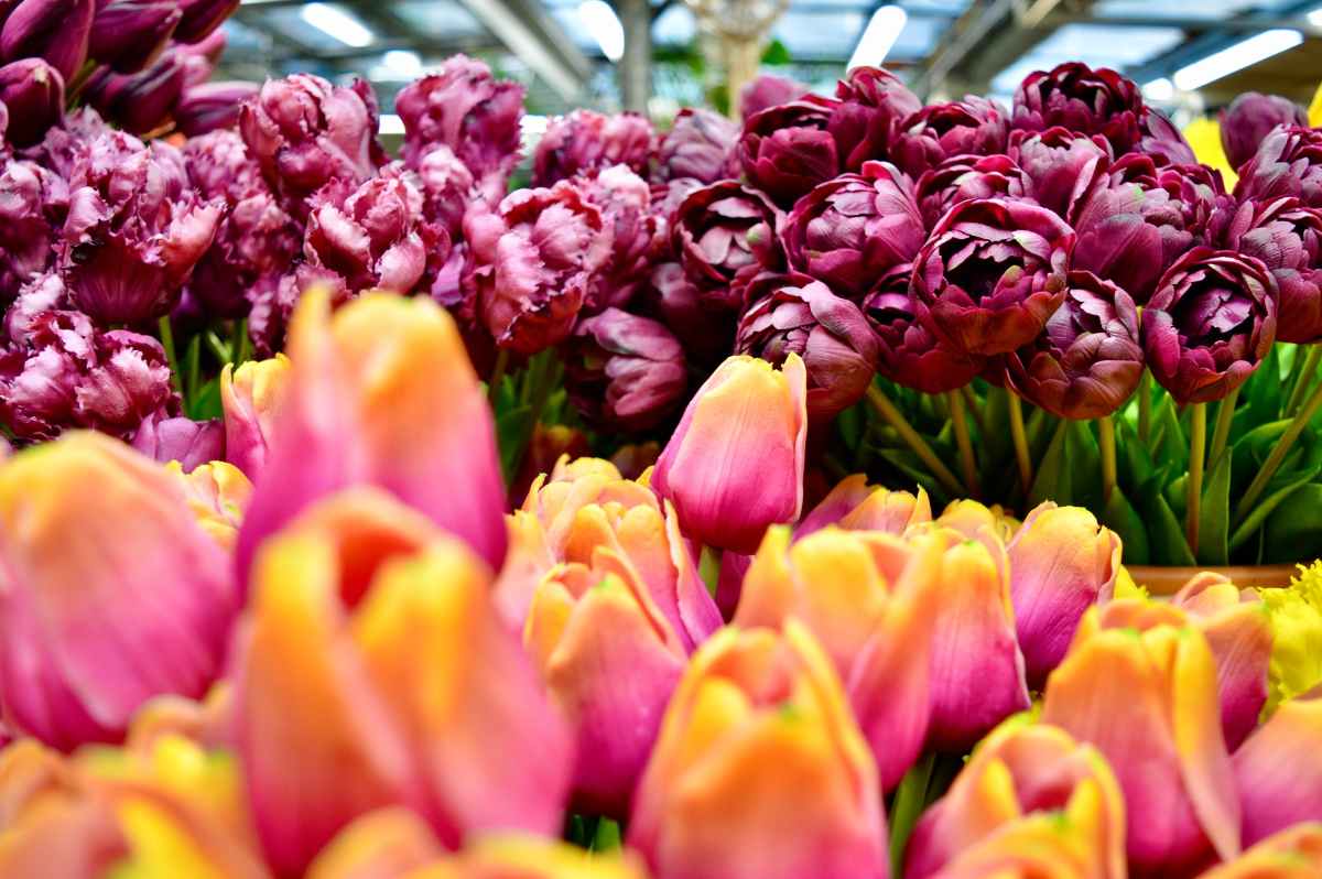 red-tulips-at-bloemenmarkt