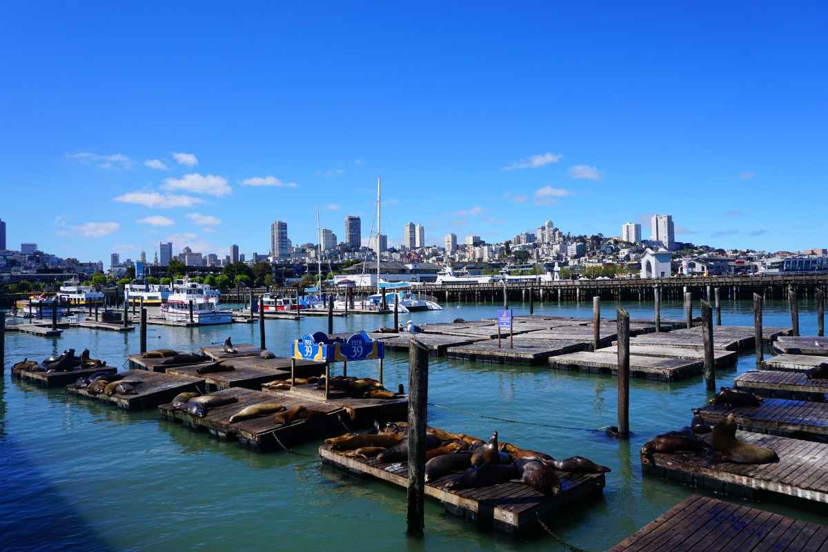 seals-at-pier-39-with-city-in-background-on-sunny-day