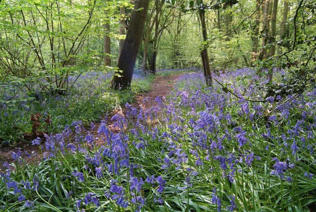 bluebell-season-in-worcester-woods-country-park