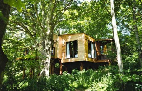 wild-escapes-treehouses-in-forest-glamping-hampshire