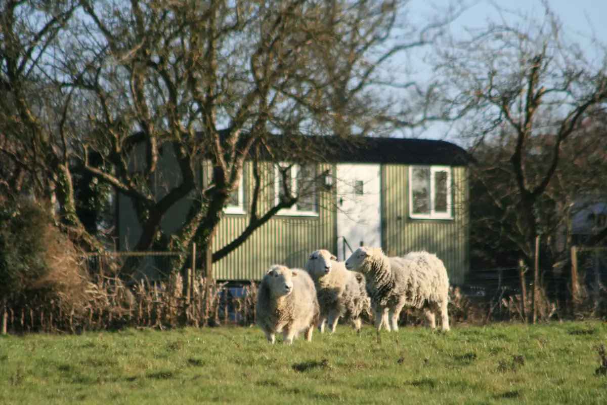 chadwell-hill-farm-shepherds-hut-in-field-in-daytime