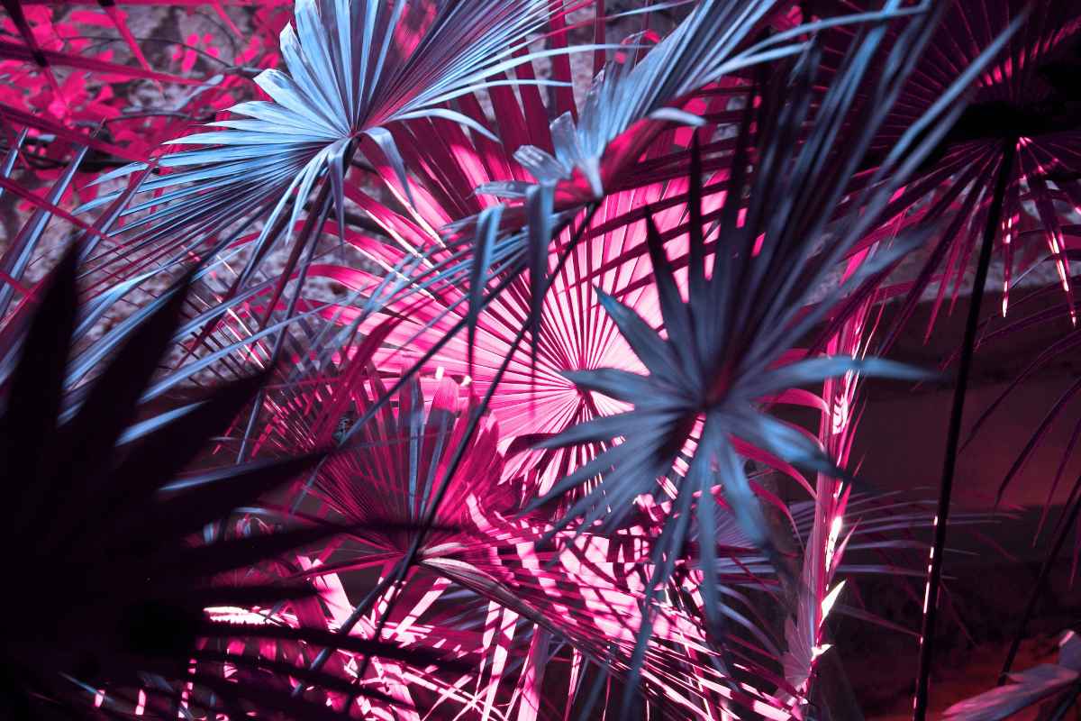 lit-up-palm-trees-inside-delirium-and-revelry-bar
