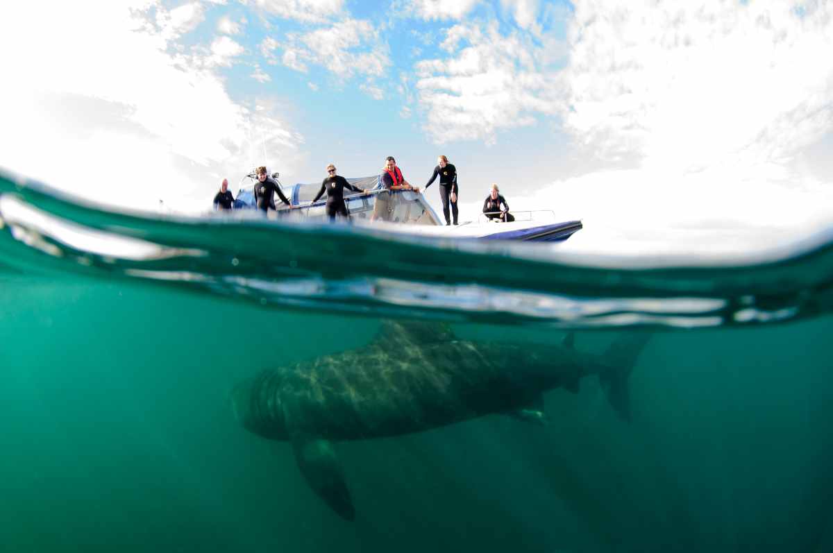 snorkelling-with-basking-shark-outdoor-activities-scotland