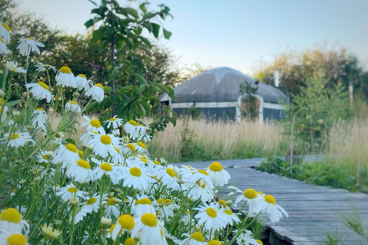 exterior-of-a-yurt-with-daisies-in-front-at-peake's-retreats-yurts