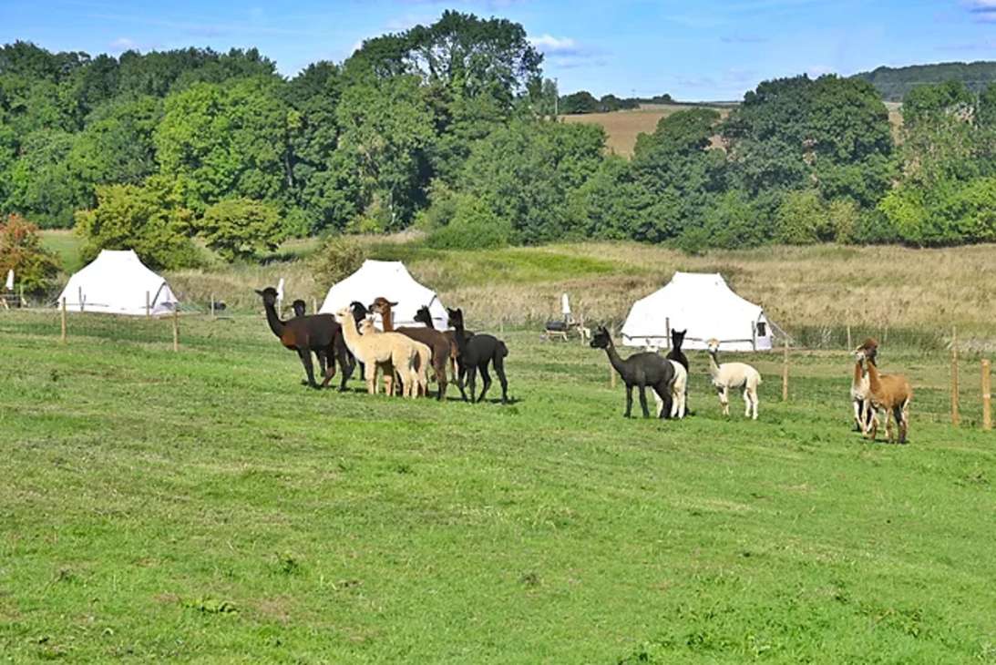 field-with-glamping-tents-and-alpacas-at-hideaway-wood-farm-in-the-daytime